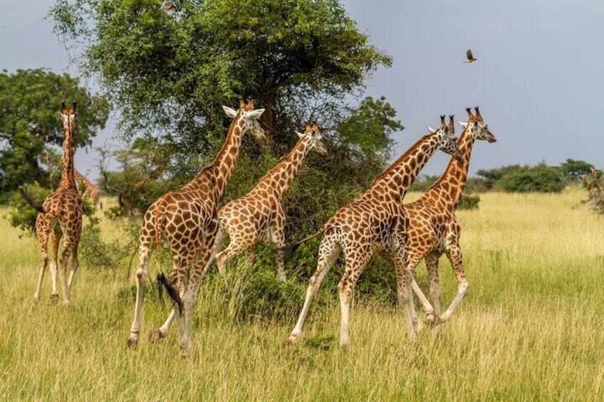 Etosha National Park Wildlife
