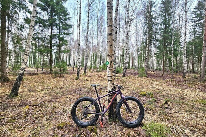 Stockholm Fat Bike Forest Adventure with Lunch and Sauna