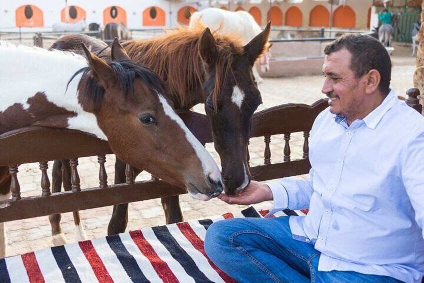 3 Hours Luxury Horse Riding Experience in Hurghada