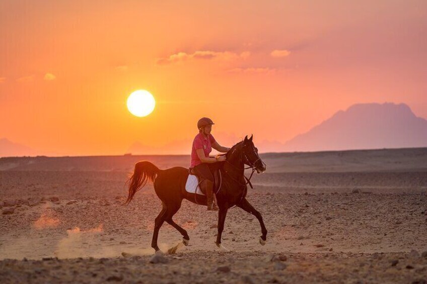 3 Hours Luxury Horse Riding Experience in Hurghada