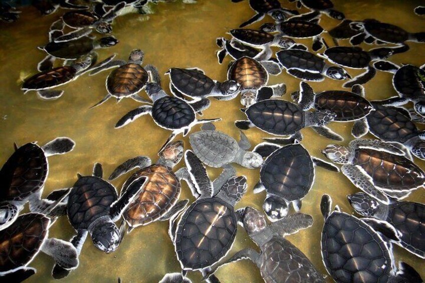 Kosgoda Turtles Hatchery Sri Lanka