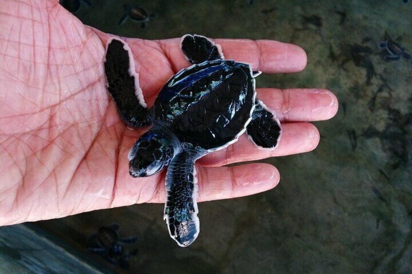 Kosgoda Turtles Hatchery Sri Lanka