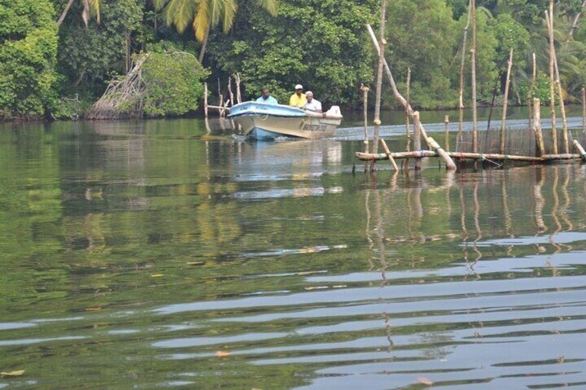 Madu River Balapitiya Sri Lanka