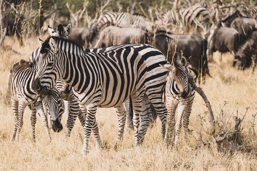 Overnight Mokoro Experience in the Okavango Delta 