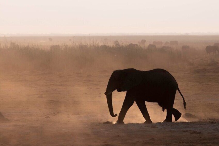 Overnight Mokoro Experience in the Okavango Delta