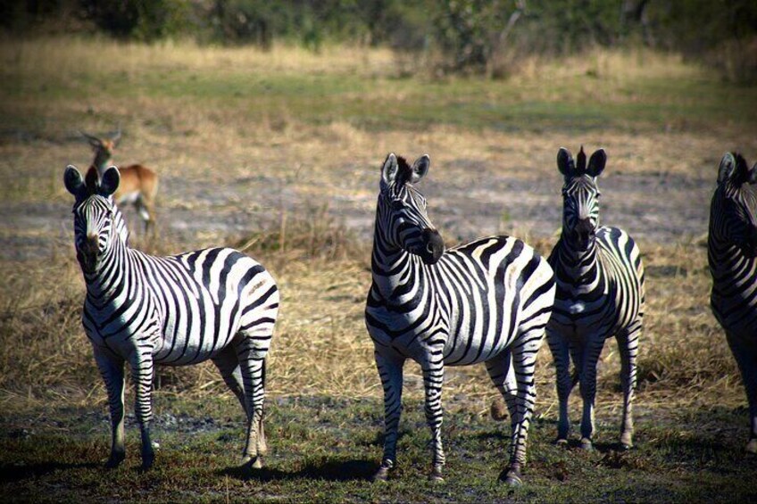 Overnight Mokoro Experience in the Okavango Delta 