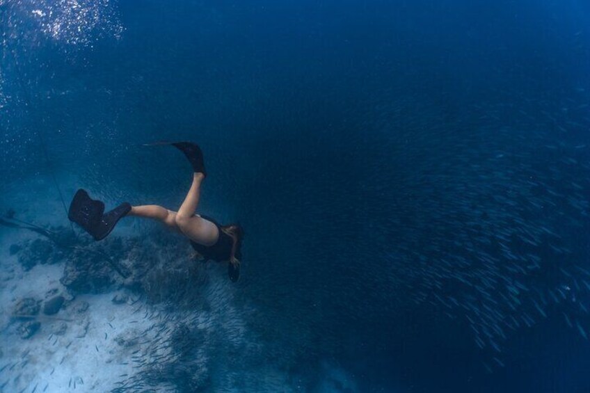 Moalboal Sardines Run