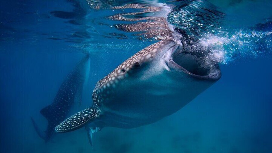 Oslob Whale Shark