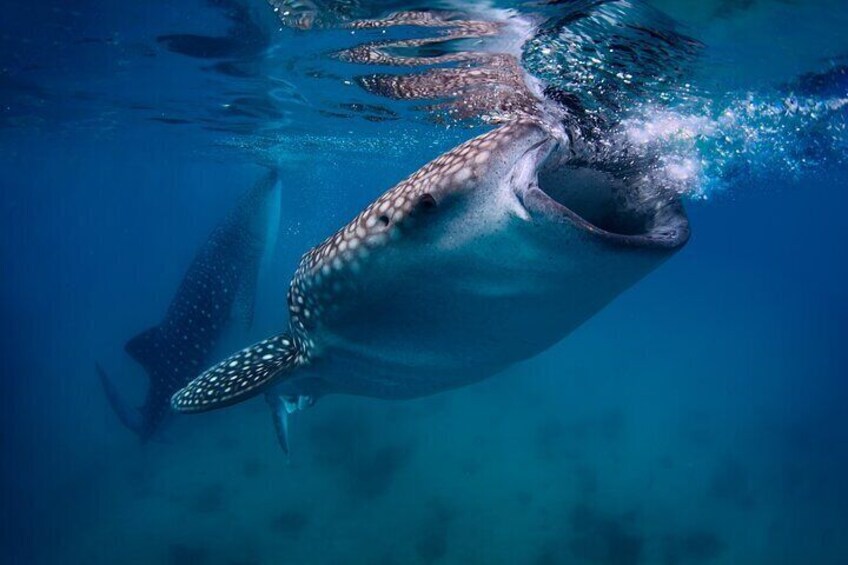 Oslob Whale Shark
