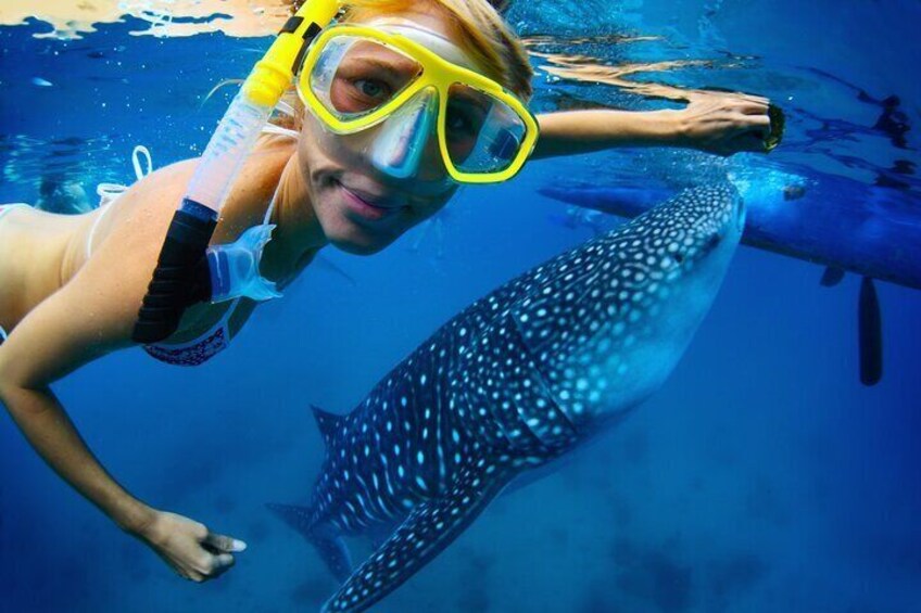 Oslob Whale Shark
