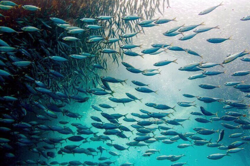 Moalboal Sardines Run