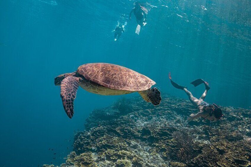 Moalboal Green Turtles