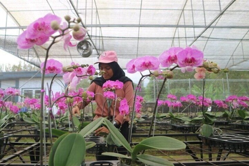 Orchid Garden