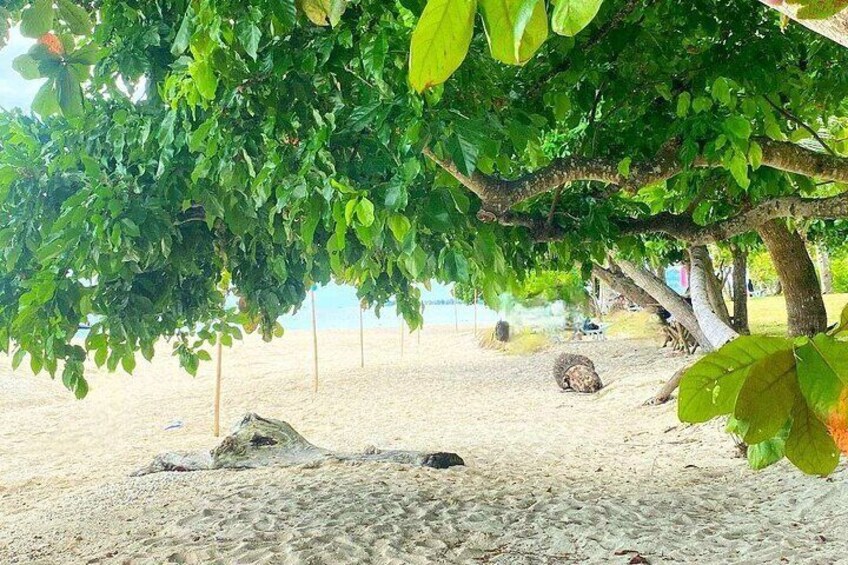 Private Island Hopping in Cuatro Islas Leyte