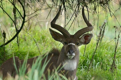 Discover Ethiopia's Natural Wonders Simien Danakil & Bale 10days