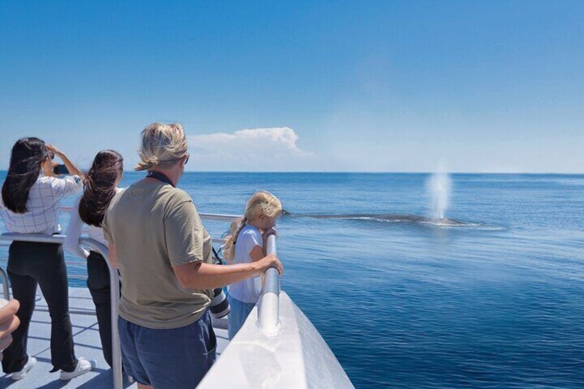 Brydes Whale