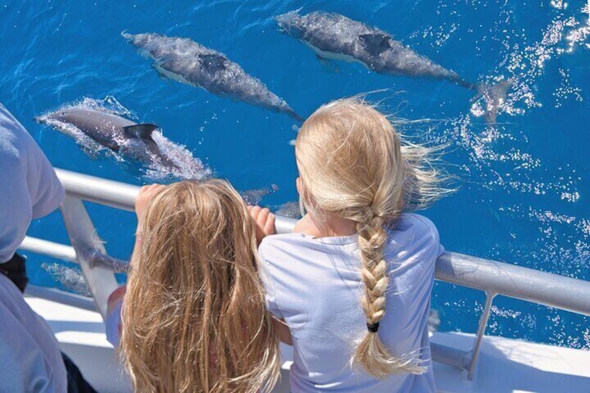 Children viewing Dolphins