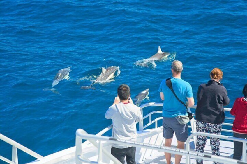 Common Dolphins