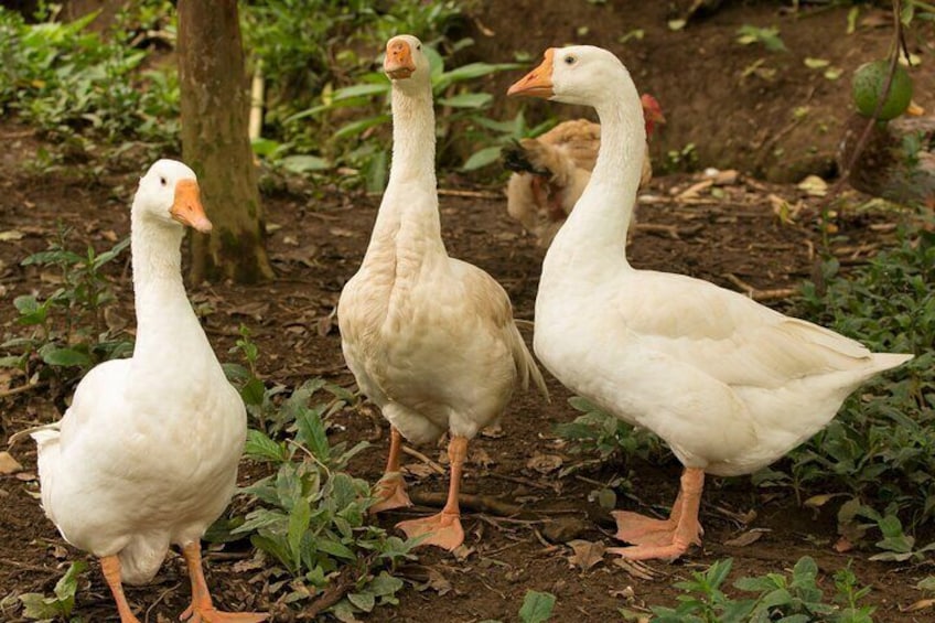 Farm Animals