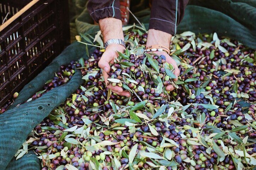 Olive Oil Tasting with Local Food on Lake Garda Hills