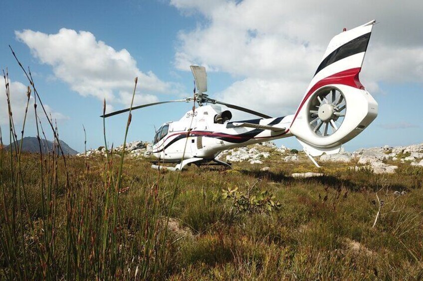 Private Guided Fynbos Mountain Gourmet Picnic in Cape Town