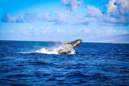 Ka'anapali: avistamiento de ballenas con descuento - Catamarán de carga en ...