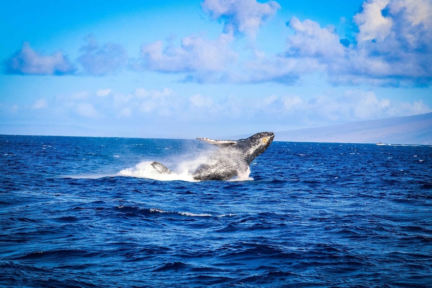 Ka'anapali: Discount Whale Watch - Beach Loading Catamaran