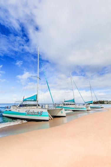 Ka'anapali: Discount Whale Watch - Beach Loading Catamaran