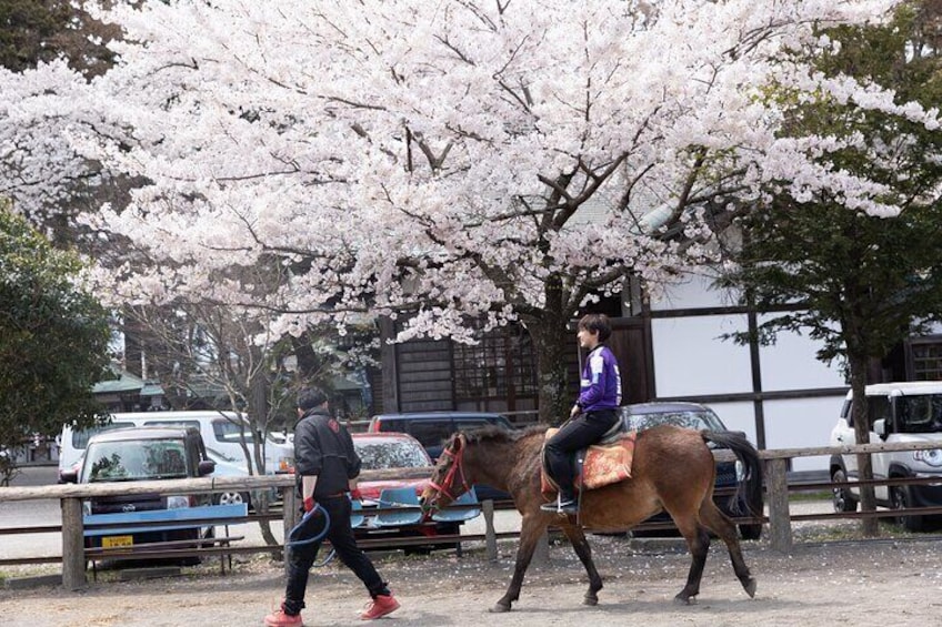 Private Horse Interaction & Sakura Experience near Mt. Fuji