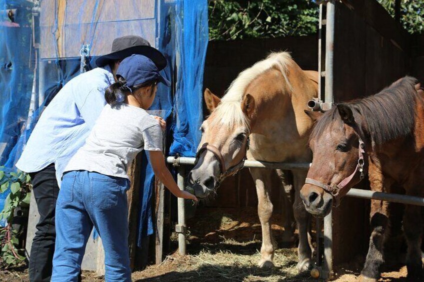 Horse Friendship Experience