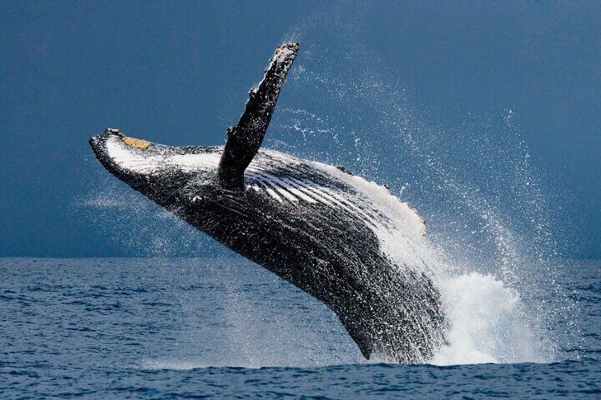 Hermanus Whale Watching Boat Trip