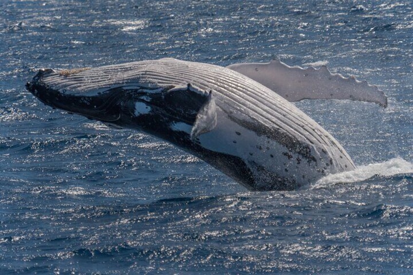 Hermanus Whale Watching Boat Trip