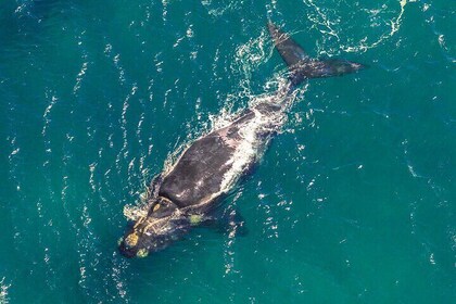 Hermanus Whale Watching Boat Trip