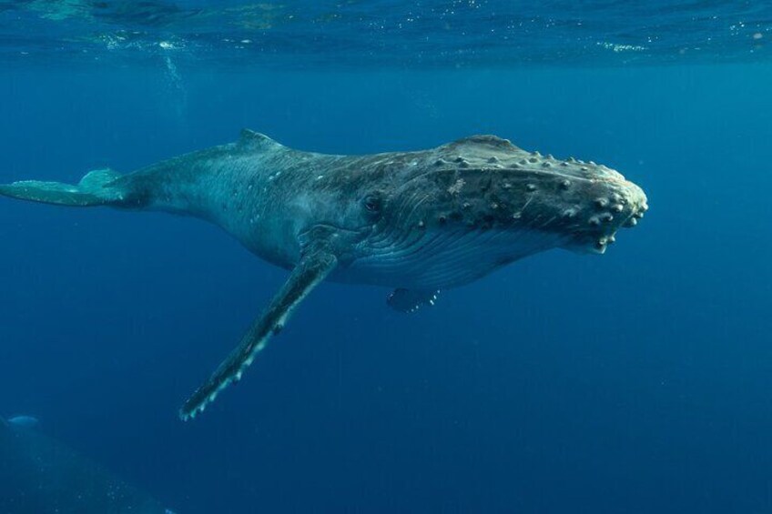 Hermanus Whale Watching Boat Trip