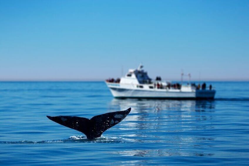 Hermanus Whale Watching Boat Trip