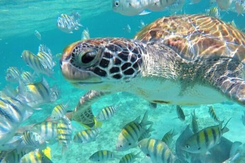 Snorkeling with sea turtles and tropical fish in the Caribbean Sea at Inah Reef
