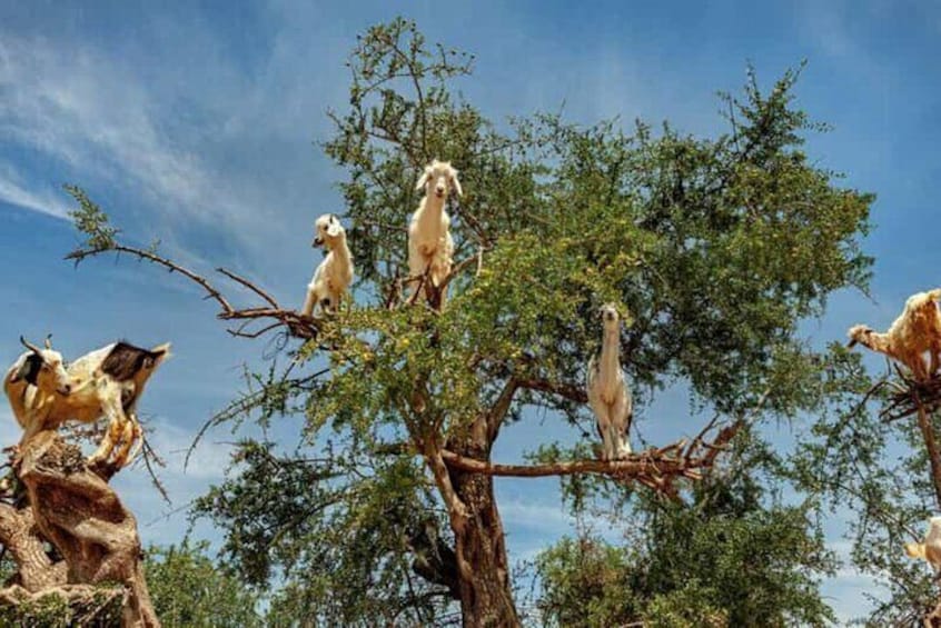 Argan Tree-Climbing Goats Morning Tour From Agadir