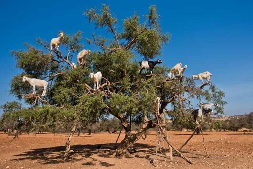 Argan Tree-Climbing Goats Morning Tour From Agadir