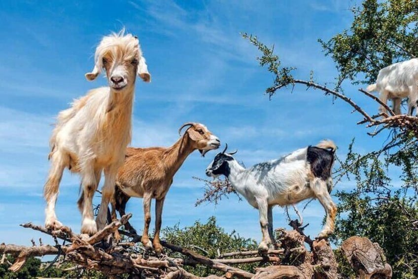 Argan Tree-Climbing Goats Morning Tour From Agadir