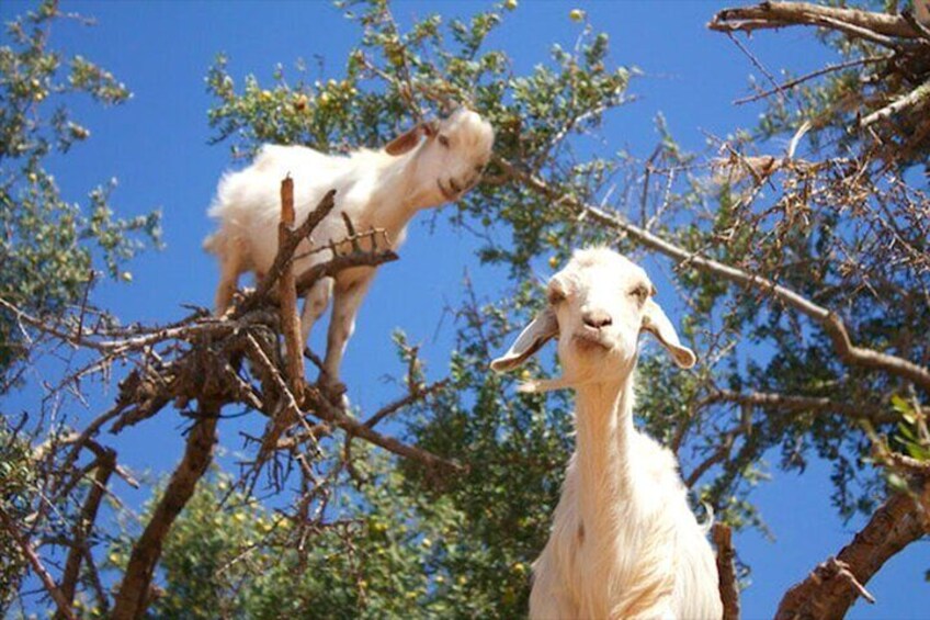 Argan Tree-Climbing Goats Morning Tour From Agadir