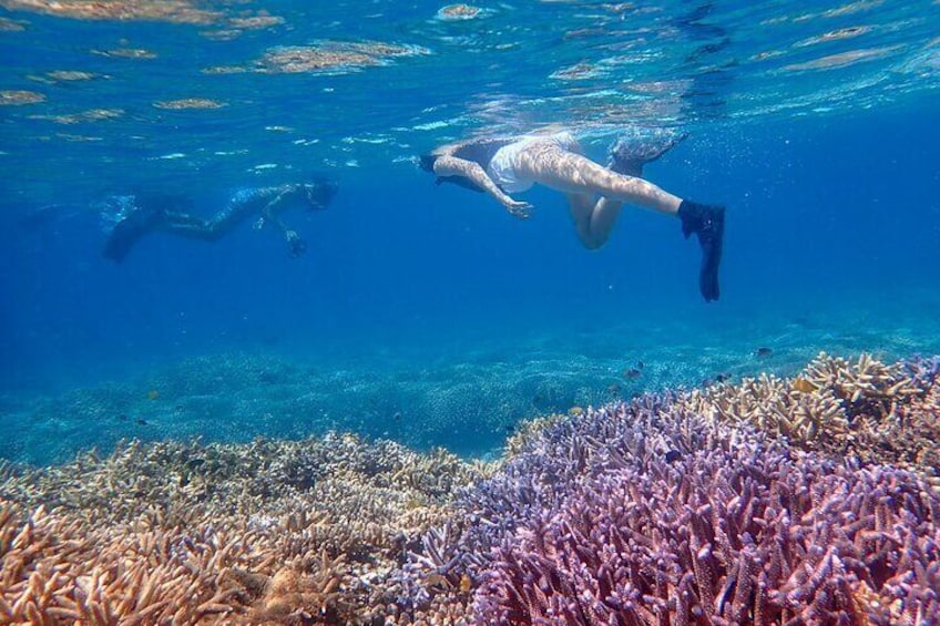 [Okinawa Ishigaki] Fantom Island Snorkeling+ Taketomi Island Sightseeing