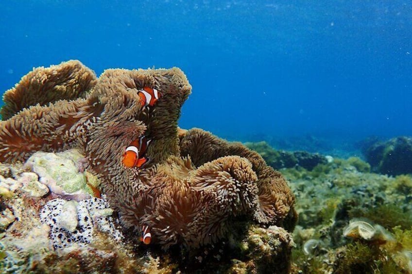 [Ishigaki]Phantom Island Snorkeling+ Taketomi Island Sightseeing