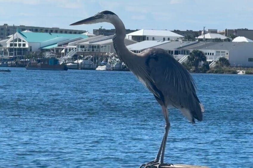 View the beautiful wildlife around Destin.