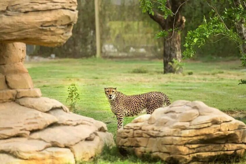 Dubai Safari Park Admission Tickets