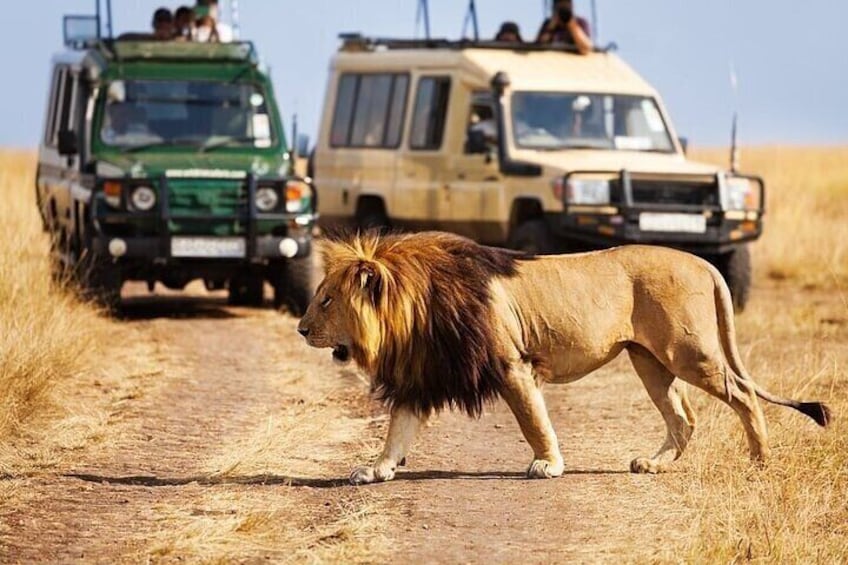 Dubai Safari Park Admission Tickets