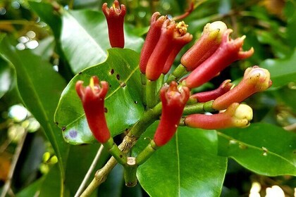 Spice Farm with Cooking Class + Lunch and Stone town (City tour)