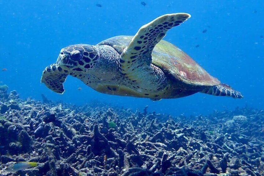 Khao Lak to Similan Islands Lazy Snorkeling by Speedboat