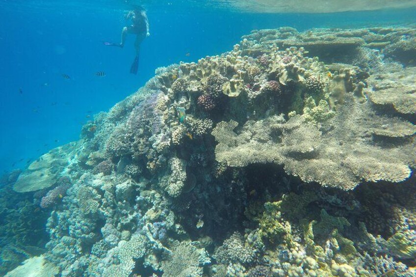 Snorkeling and swimming with dolphins trip