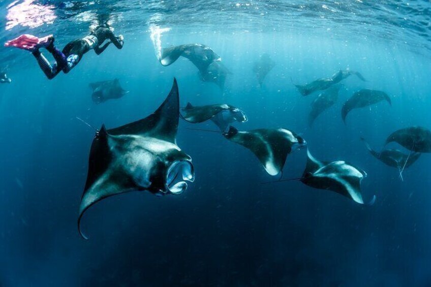 Snorkeling with Manta Rays in Nusa Penida