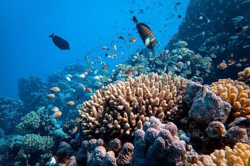 Snorkeling in Nusa Penida